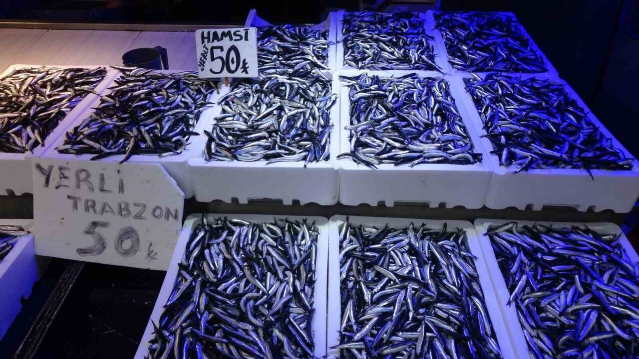 Karadeniz'de bu yıl hamsi bol bulunuyor. Trabzonlu balıkçılar, hamsinin bu