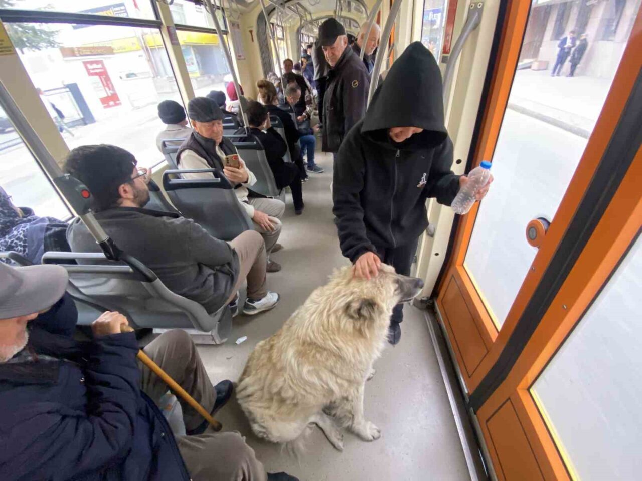 Eskişehir'de tramvaya binen bir sokak köpeği, yolcuların ilgisini çekti. Bir