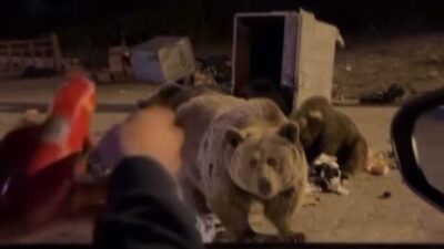 Bursa'nın Uludağ bölgesinde kış uykusuna girmeyen ayılar, yerleşim alanlarına inerek