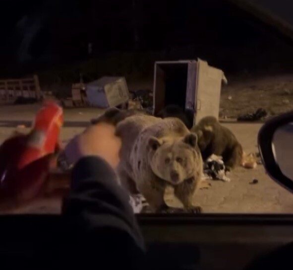 Bursa'nın Uludağ bölgesinde kış uykusuna girmeyen ayılar, yerleşim alanlarına inerek