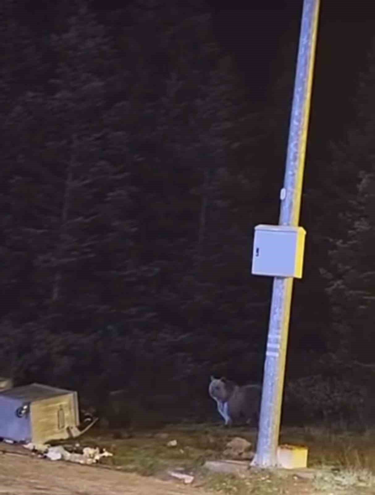 Bursa'nın Uludağ bölgesinde bir grup ayı, kış uykusuna girmeden Sarıalan'daki