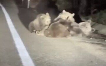 Bursa'da Uludağ yolunda, doğa gezisine çıkan vatandaşlar, bir ayının üç