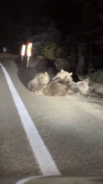 Bursa'da Uludağ yolunda, doğa gezisine çıkan vatandaşlar, bir ayının üç