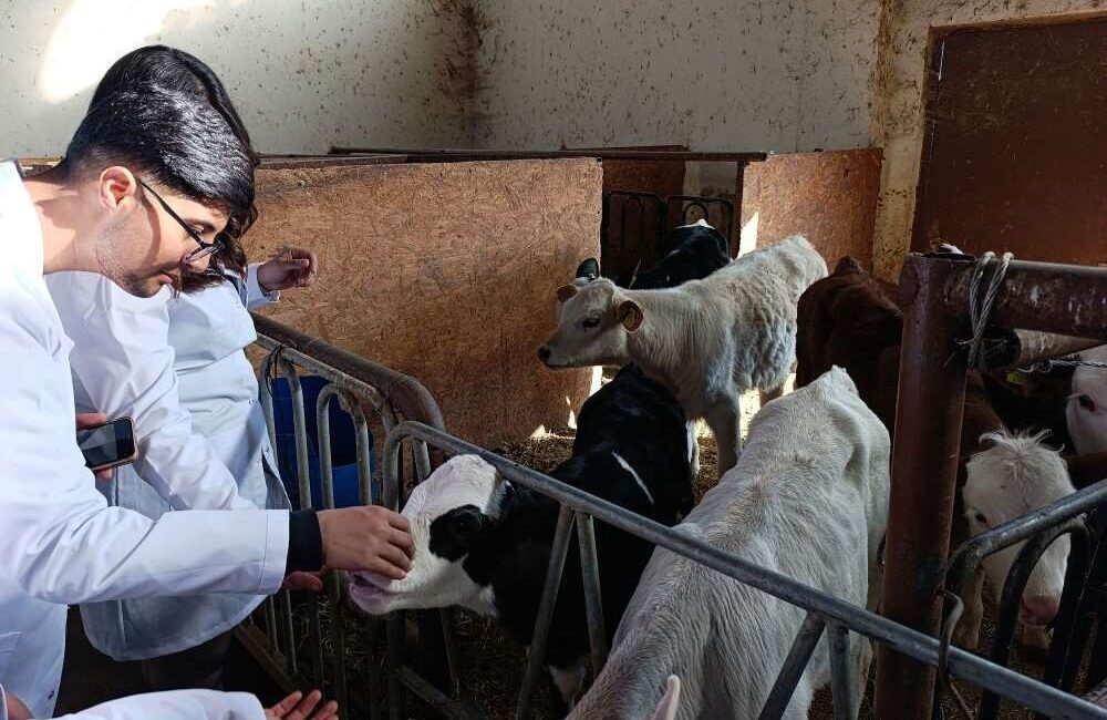 Ardahan Üniversitesi Öğrencileri, Van Yüzüncü Yıl Üniversitesi’nde Sığır Yetiştiriciliği Eğitimi Aldı Ardahan Üniversitesi Nihat Delibalta Göle MYO öğrencileri, Van Yüzüncü Yıl