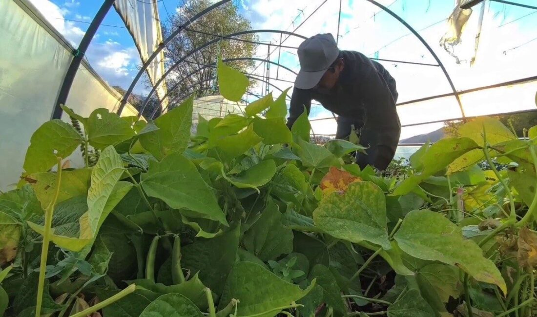 Erzurum’un İspir ilçesinde üretilen İspir fasulyesi, eşsiz aroması ve doğal