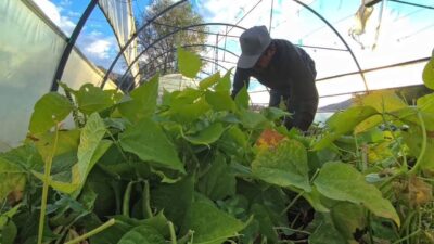 Erzurum’un İspir ilçesinde üretilen İspir fasulyesi, eşsiz aroması ve doğal