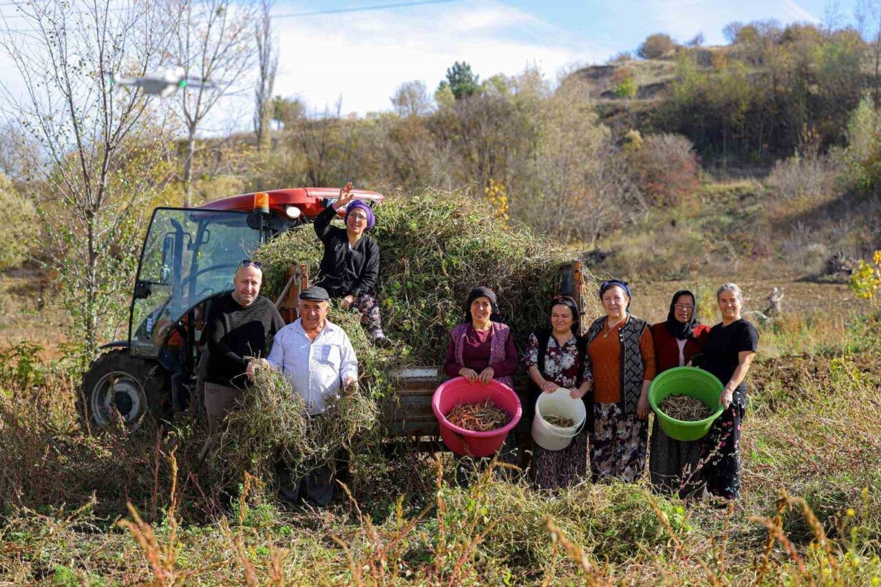 Samsun Büyükşehir Belediyesi, "Ladik İlçesinde Sözleşmeli Tarım Modeli ile Ladik