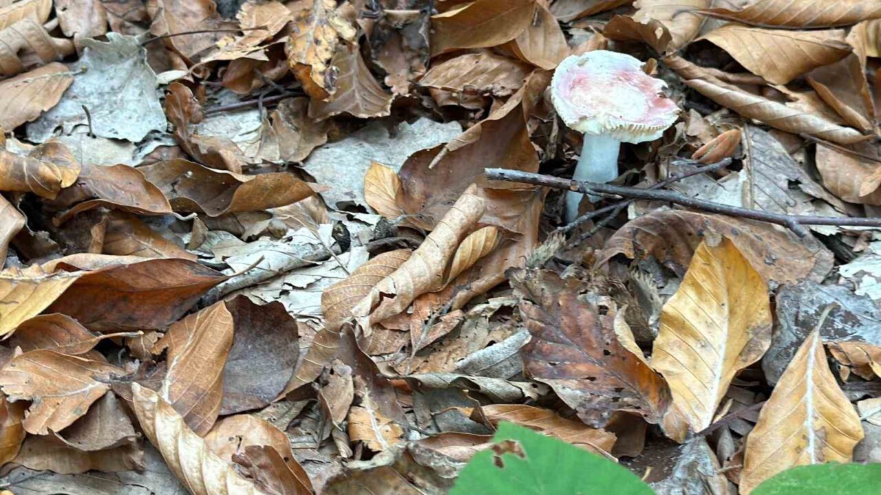 Düzce Atatürk Devlet Hastanesi acil tıp uzmanı Dr. Sinan Özdemir,