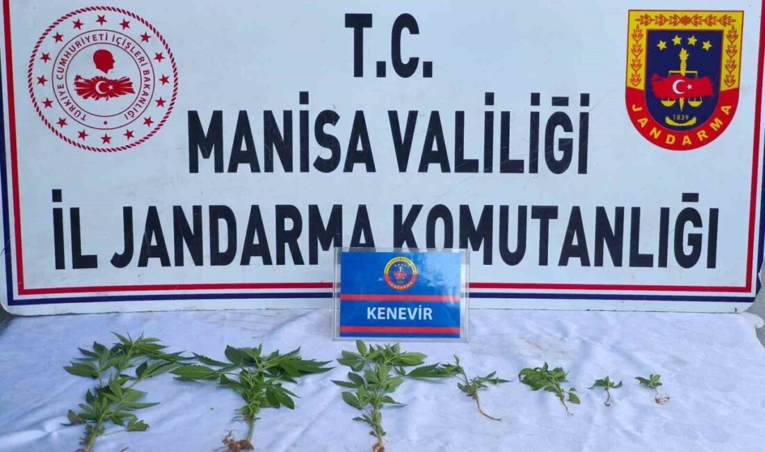 Salihli’de Jandarma, Üzüm Bağında Yetiştirilen 7 Kök Keneviri Ele Geçirdi Manisa'nın Salihli ilçesinde jandarma, M.A.K.'ye ait bir üzüm bağında 7