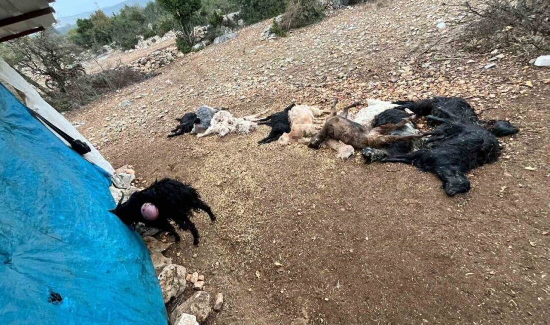 Mersin'in Tarsus ilçesine bağlı Beylice Mahallesi'nde, Umut Kula'nın ağılında meydana