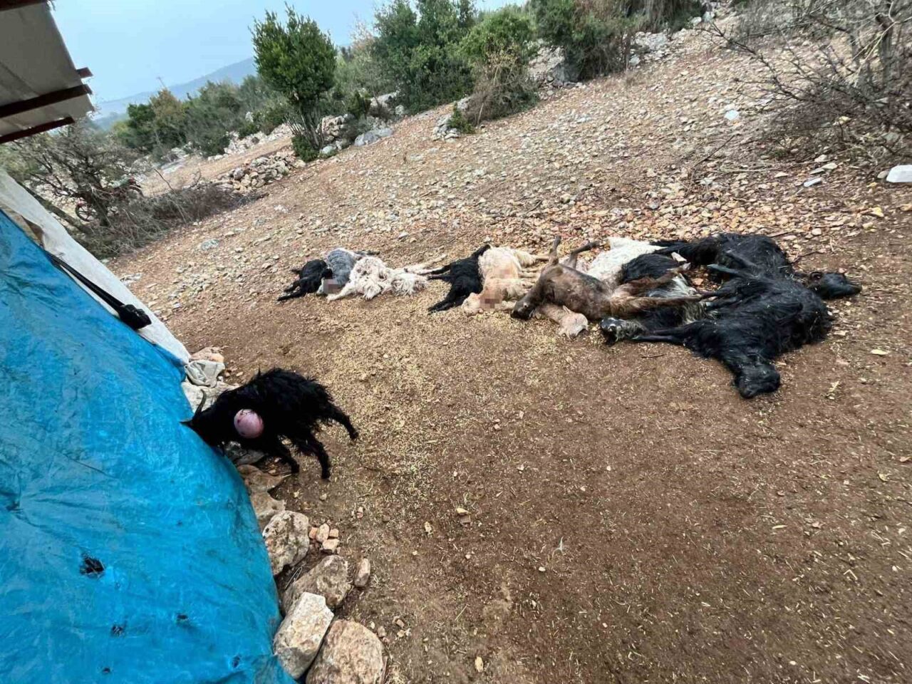 Mersin'in Tarsus ilçesine bağlı Beylice Mahallesi'nde, Umut Kula'nın ağılında meydana