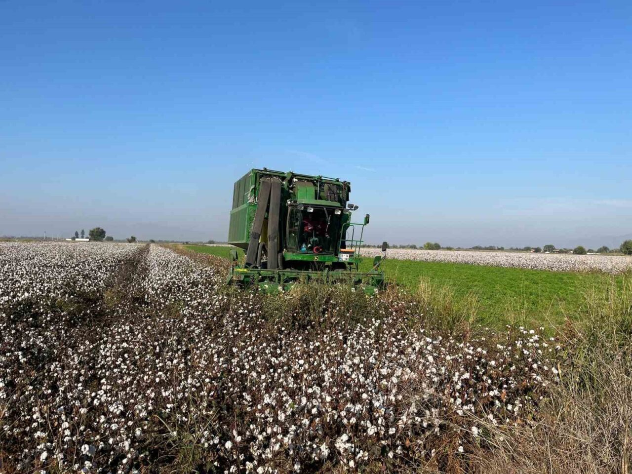 Aydın'ın Koçarlı ilçesinde 250 dönüm arazide pamuk üreten 67 yaşındaki
