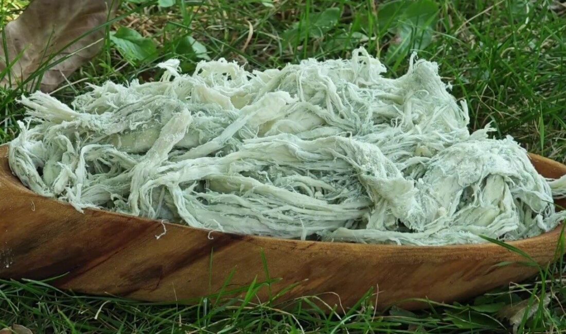 Erzurum'un geleneksel göğermiş peyniri, tamamen doğal yöntemlerle yapılmakta ve dünya