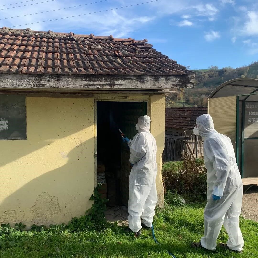 Düzce’de Fındık Üreticilerini Tehdit Eden Kahverengi Kokarca ile Mücadele Hız Kesmeden Devam Ediyor