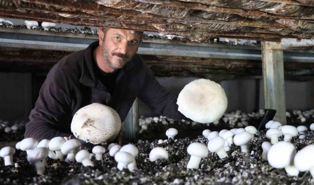 Oltu’da Mantar Üretiminde Yeni Bir Dönem: Murat Özmen Yılın Son Hasadını Yaptı Oltu'da kültür mantarı üreten Murat Özmen, yılın son hasadını topluyor.