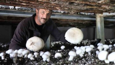 Oltu'da kültür mantarı üreten Murat Özmen, yılın son hasadını topluyor.