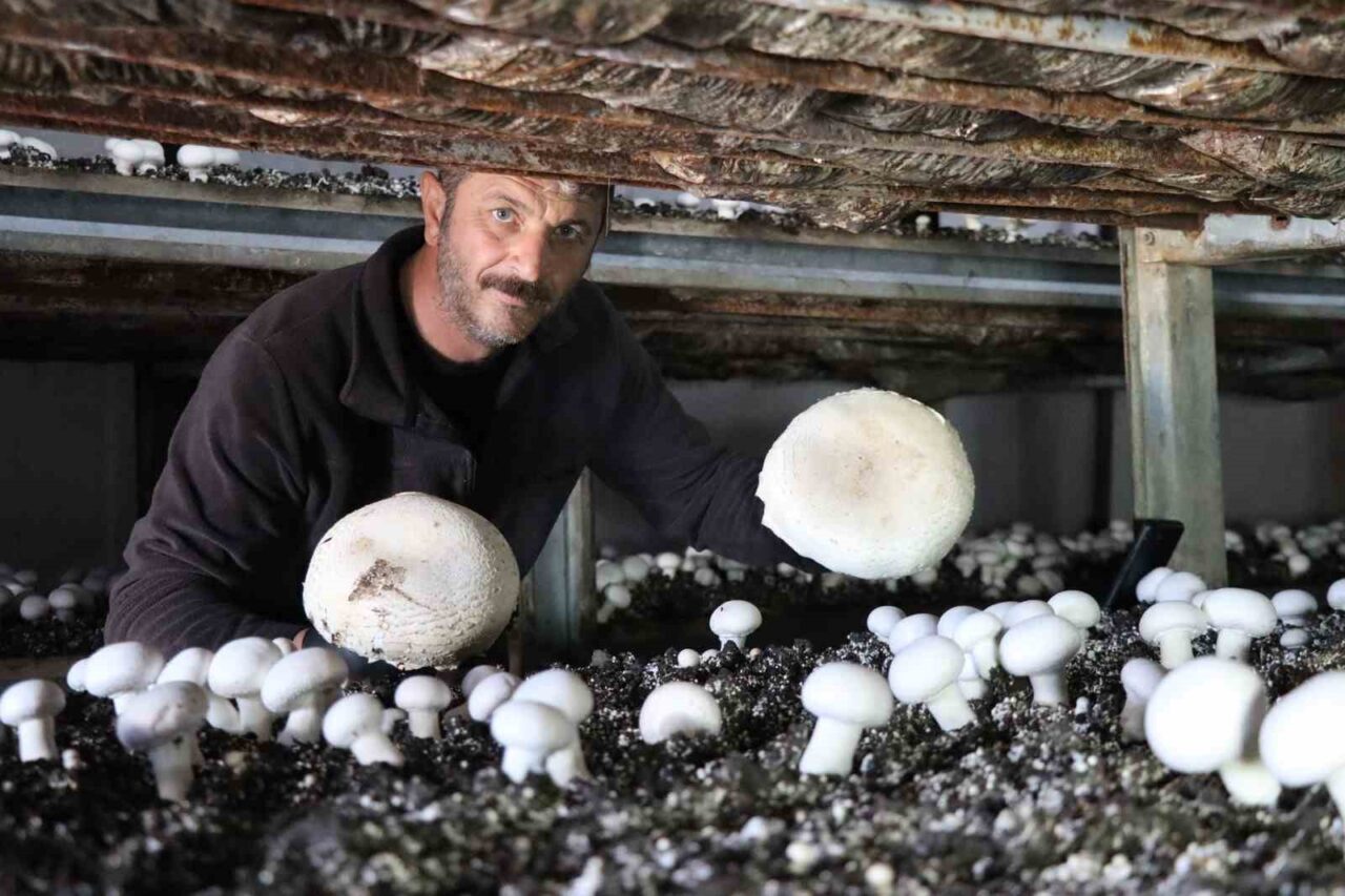 Oltu'da kültür mantarı üreten Murat Özmen, yılın son hasadını topluyor.