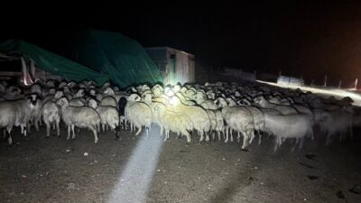 Erzincan'ın Kemah ilçesinde, yoğun sis nedeniyle kaybolan 200 koyun, Orhan