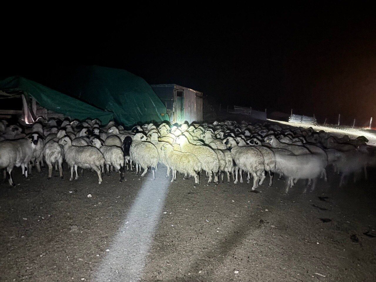 Erzincan'ın Kemah ilçesinde, yoğun sis nedeniyle kaybolan 200 koyun, Orhan