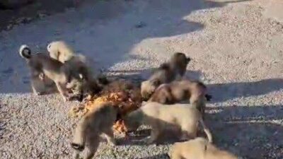 Bayburt'ta kamyon şoförü Yıldıray Ata, her mola verdiğinde sokak hayvanlarına