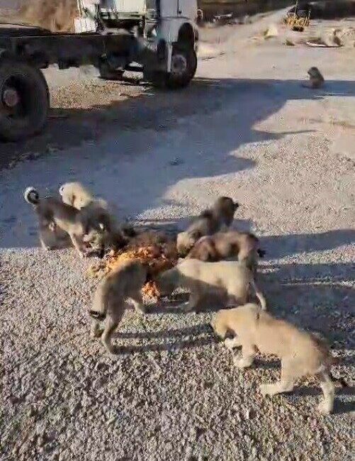 Bayburt'ta kamyon şoförü Yıldıray Ata, her mola verdiğinde sokak hayvanlarına