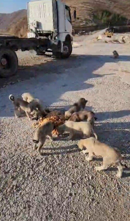 Bayburt'ta kamyon şoförü Yıldıray Ata, her mola verdiğinde sokak hayvanlarına