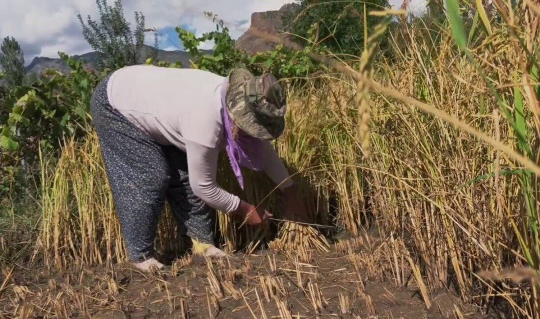 Yusufeli’nde Pirinç Hasadı Devam Ediyor: Yerel Ekonomi ve Tarım İçin Önemli Bir Katkı Yusufeli ilçesinde pirinç hasadı sürmekte, bölge iklimi ve verimli topraklar