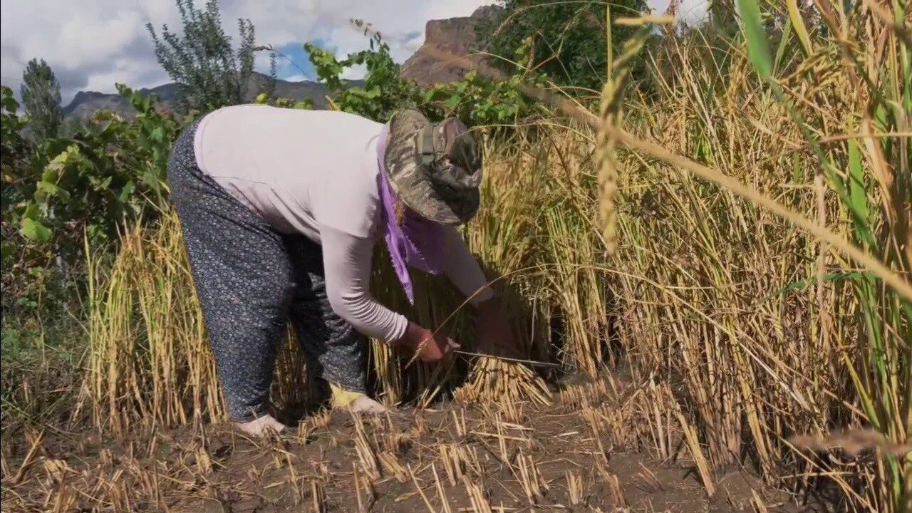 Yusufeli ilçesinde pirinç hasadı sürmekte, bölge iklimi ve verimli topraklar