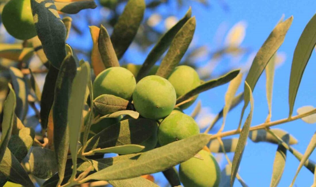 Balıkesir Üniversitesi'nden Dr. Mücahit Kıvrak, sofralık zeytin alırken kaliteyi artırmak