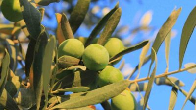 Balıkesir Üniversitesi'nden Dr. Mücahit Kıvrak, sofralık zeytin alırken kaliteyi artırmak