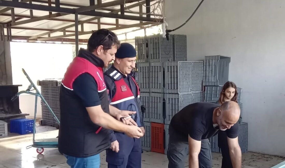 Zeytin hasadının başlamasıyla Edremit'te zeytin hırsızlığına karşı denetimler yapıldı. Edremit