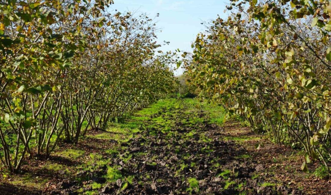 Samsun, Türkiye’nin En Fazla Fındık Üreten İli Oldu Samsun, bu yıl 90 bin ton fındık üreterek tarihinde ilk