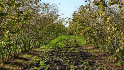 Samsun, bu yıl 90 bin ton fındık üreterek tarihinde ilk