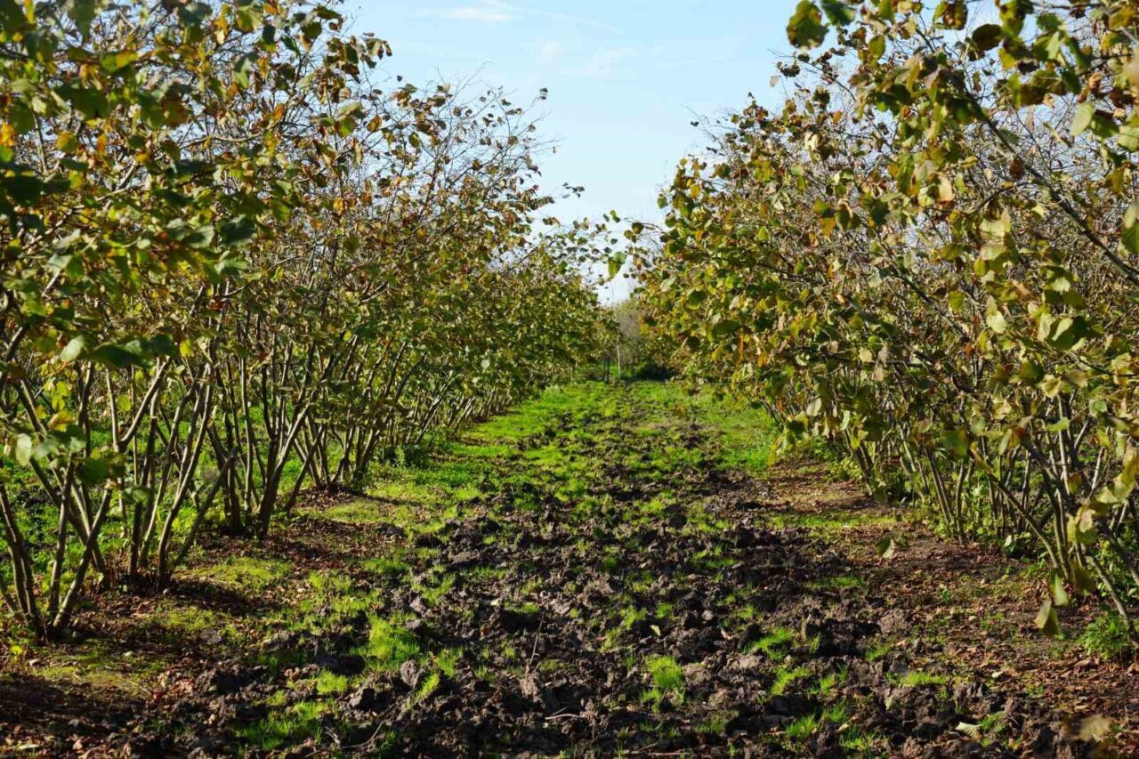 Samsun, bu yıl 90 bin ton fındık üreterek tarihinde ilk