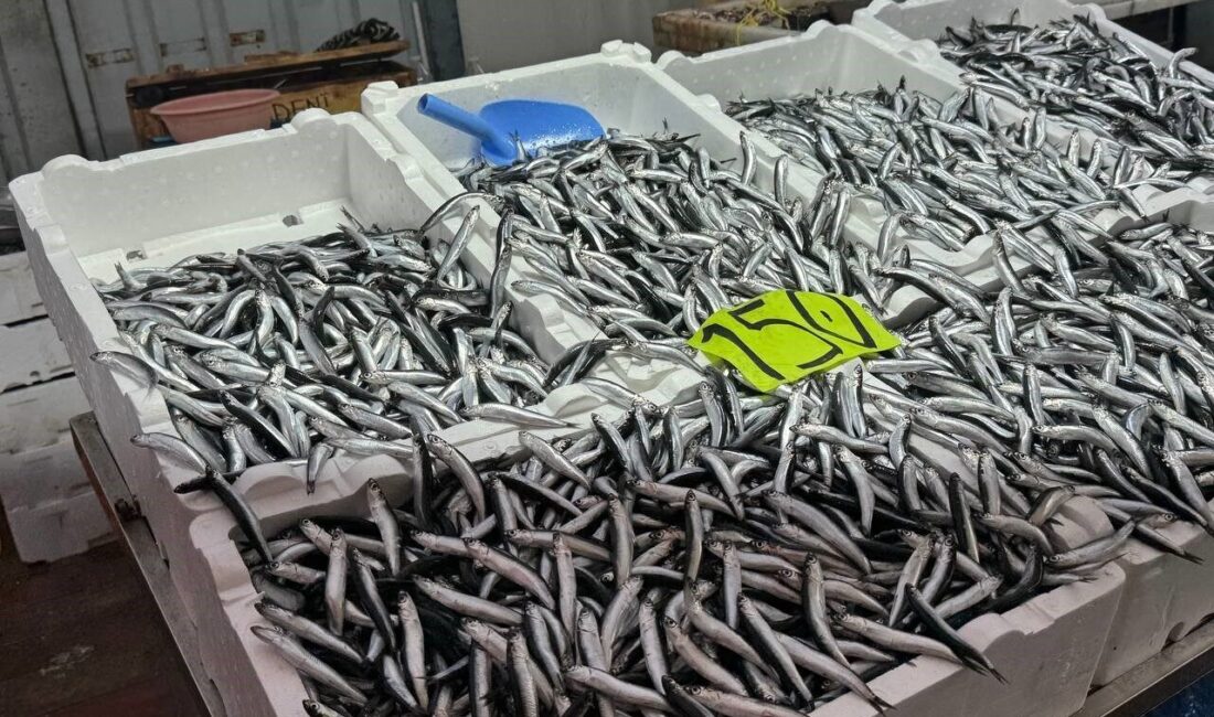 Zonguldak'ta kötü hava koşulları ve balık azlığı nedeniyle hamsinin kilogram