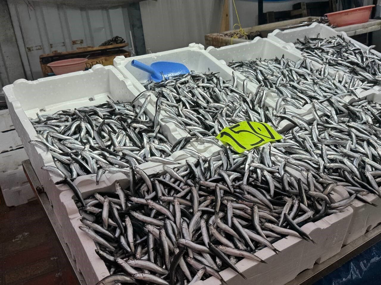 Zonguldak'ta kötü hava koşulları ve balık azlığı nedeniyle hamsinin kilogram