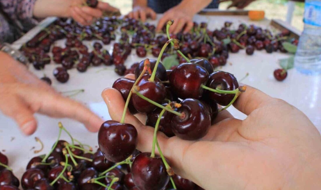 Coğrafi İşaret Günü, İlk ve Orta Okullarda 15 Aralık’ta Kutlanacak Türk Patent ve Marka Kurumu Coğrafi İşaretler Dairesi Başkanı Hakan