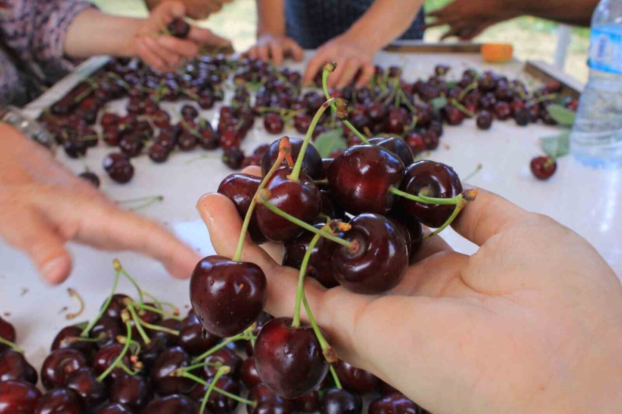 Türk Patent ve Marka Kurumu Coğrafi İşaretler Dairesi Başkanı Hakan