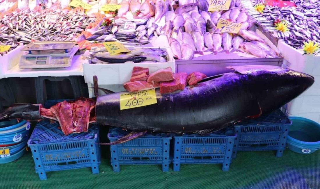 Eskişehir'de balıkçı Selahattin Arslanbenzer, özel izinle satışa sunduğu 280 kiloluk