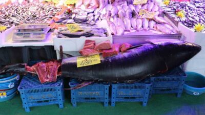 Eskişehir'de balıkçı Selahattin Arslanbenzer, özel izinle satışa sunduğu 280 kiloluk