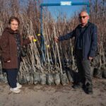 Kocaeli’nde “Meyveciliği Geliştirme Projesi” çerçevesinde Trabzon hurması fidanı dağıtımına başlandı.