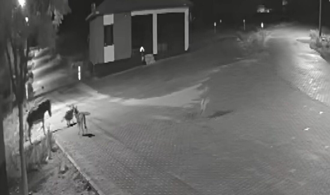 Konya'nın Kadınhanı ilçesindeki Örnekköy Mahallesi'nde bir kurt sürüsü, gece saatlerinde