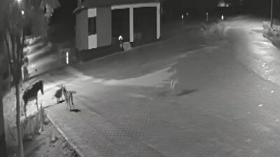 Konya'nın Kadınhanı ilçesindeki Örnekköy Mahallesi'nde bir kurt sürüsü, gece saatlerinde