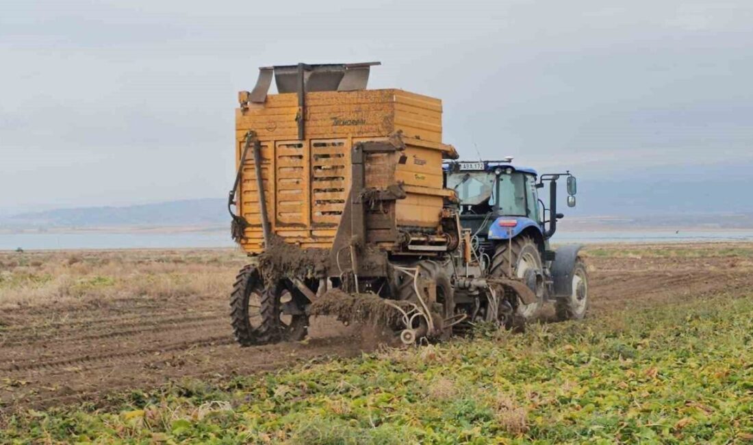 Adilcevaz’da Şeker Pancarında Söküm Çalışmaları Hız Kazandı Bitlis'in Adilcevaz ilçesinde çiftçiler, şeker pancarı hasadında yoğun mesai harcıyor.