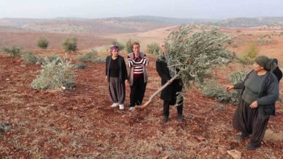 Adıyaman'ın Besni ilçesinde 500 dönüm arazideki 10 bin meyve ağacı
