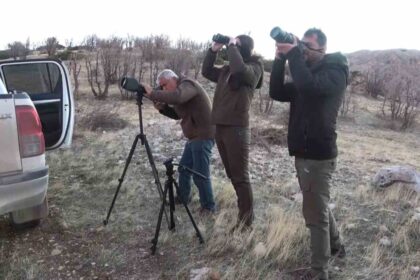 Adıyaman’da Yaban Keçisi Envanteri Çalışmaları Başladı: 3.500 Sayısı Artabilir