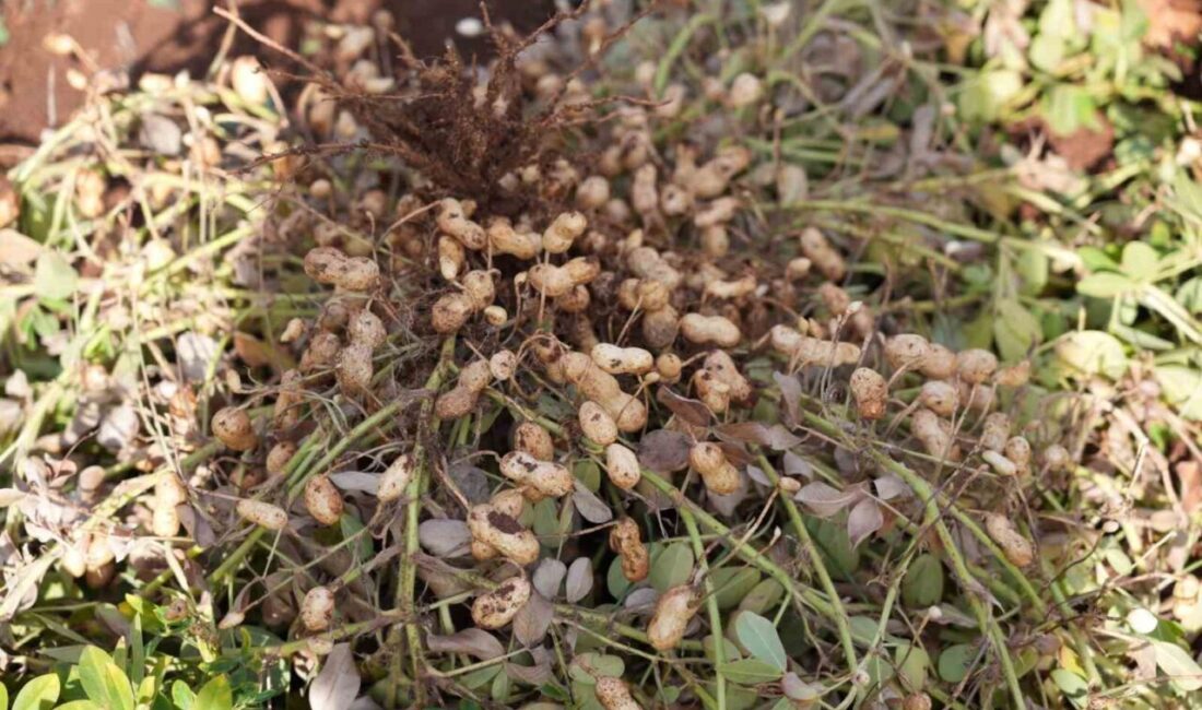 Adıyaman Üniversitesi Tarımsal Araştırma ve Uygulama Arazi Yönetimi Merkezi'nde (ADYÜTAYAM)