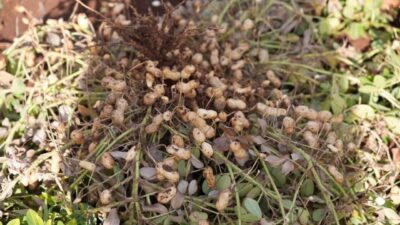 Adıyaman Üniversitesi Tarımsal Araştırma ve Uygulama Arazi Yönetimi Merkezi'nde (ADYÜTAYAM)