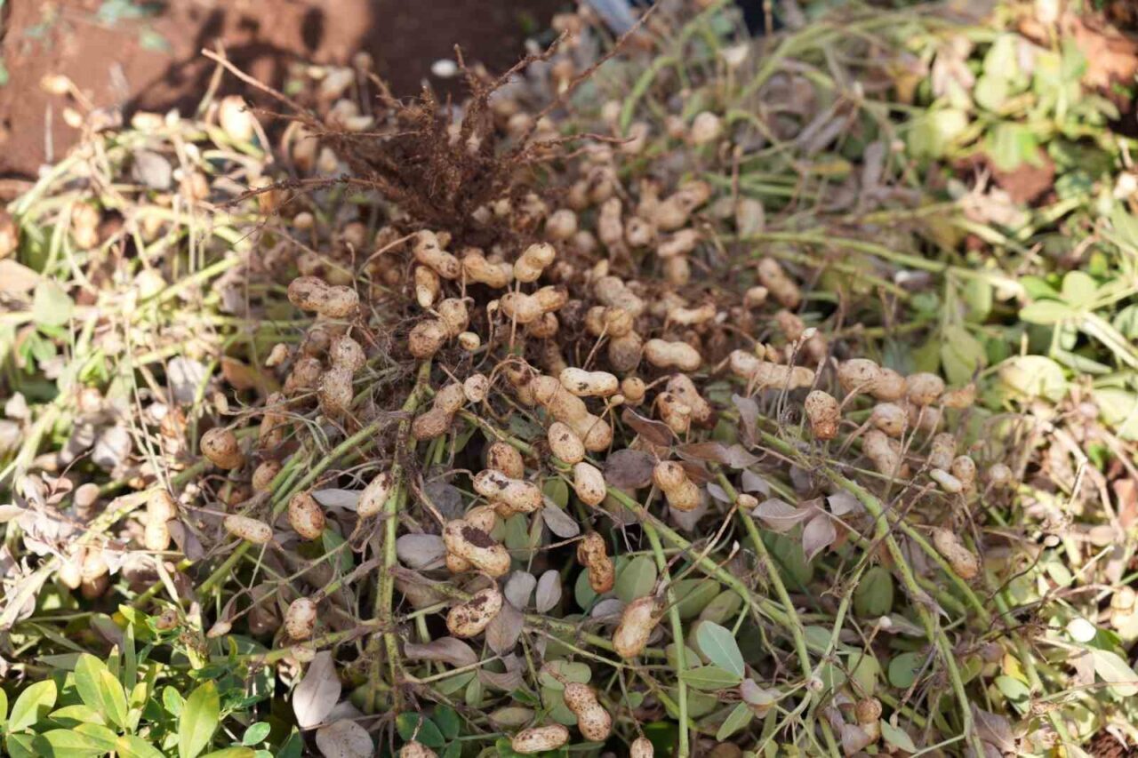 Adıyaman Üniversitesi Tarımsal Araştırma ve Uygulama Arazi Yönetimi Merkezi'nde (ADYÜTAYAM)
