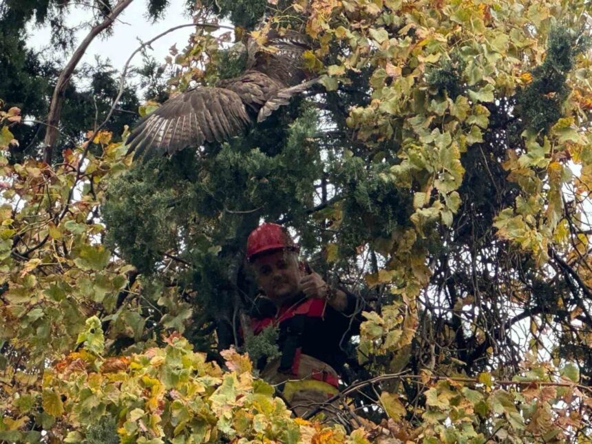 Hatay’da ağacın dallarına takılan şahin, itfaiye ekiplerince kurtarılarak DKMP’ye teslim edildi.
